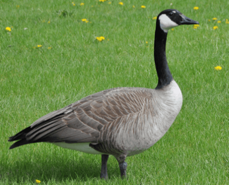 Goose