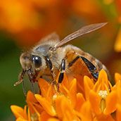 Honeybee-Milkweed
