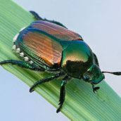 japanese-beetles