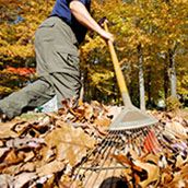 Raking Leaves