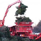 Recycling_christmas_trees