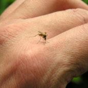 mosquitos bite