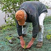 Shoreline Planting_square