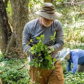 Garlic mustard pulling