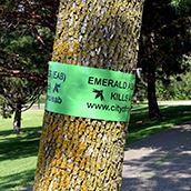 EAB Tree Ribbon