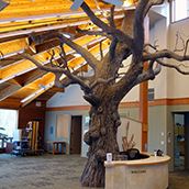 HANC Interior with Tree