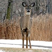 Roseville Deer