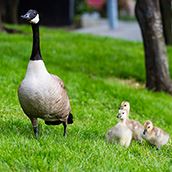 Geese Monitoring_family