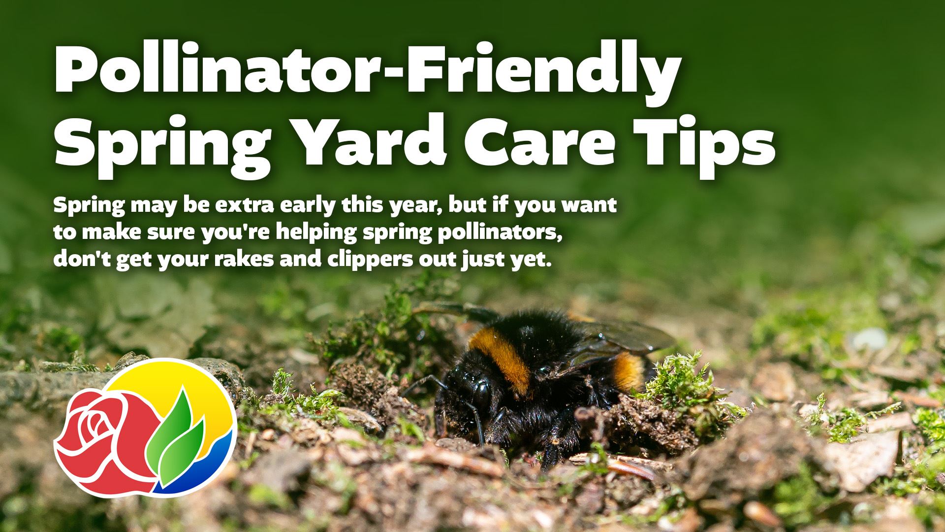 An image shows a bee on the ground around some leaf litter.