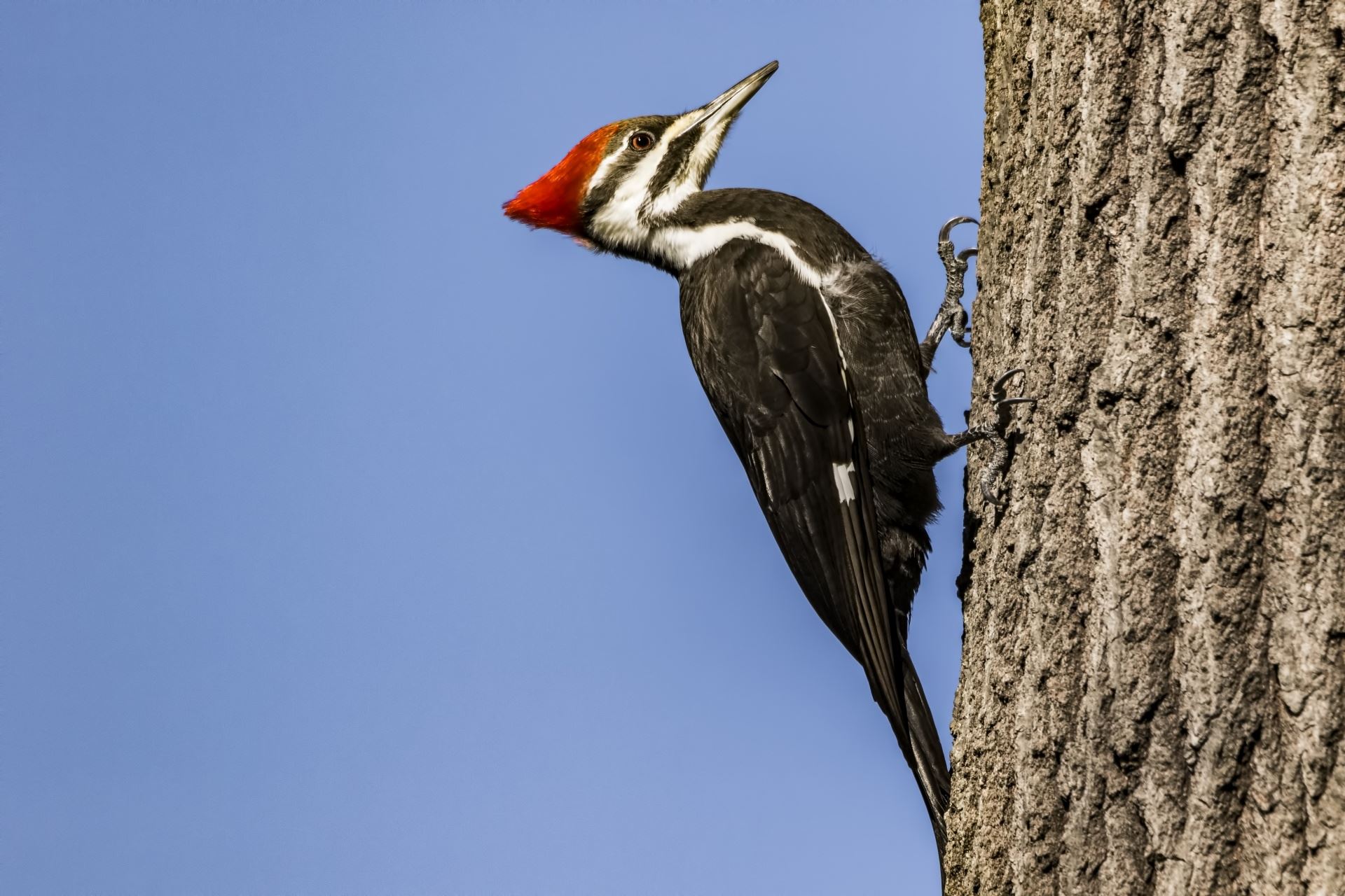 pileated woodpecker, a black and white bird with red head perched on side of a tree