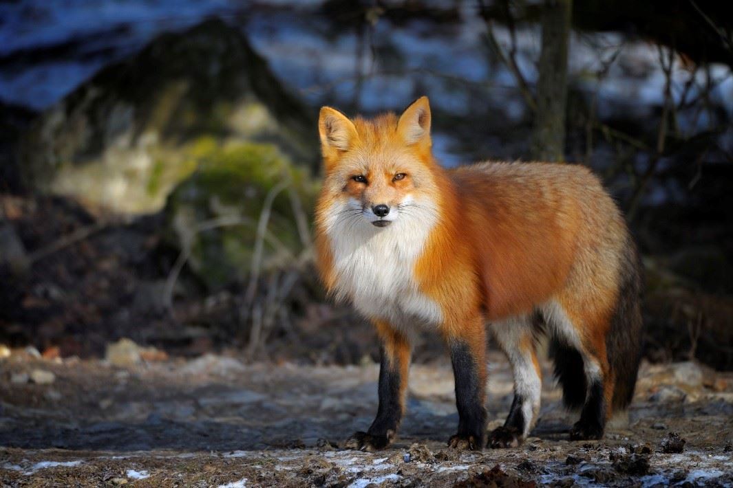 Standing Red Fox with white fur on chest and black fur on legs and paws