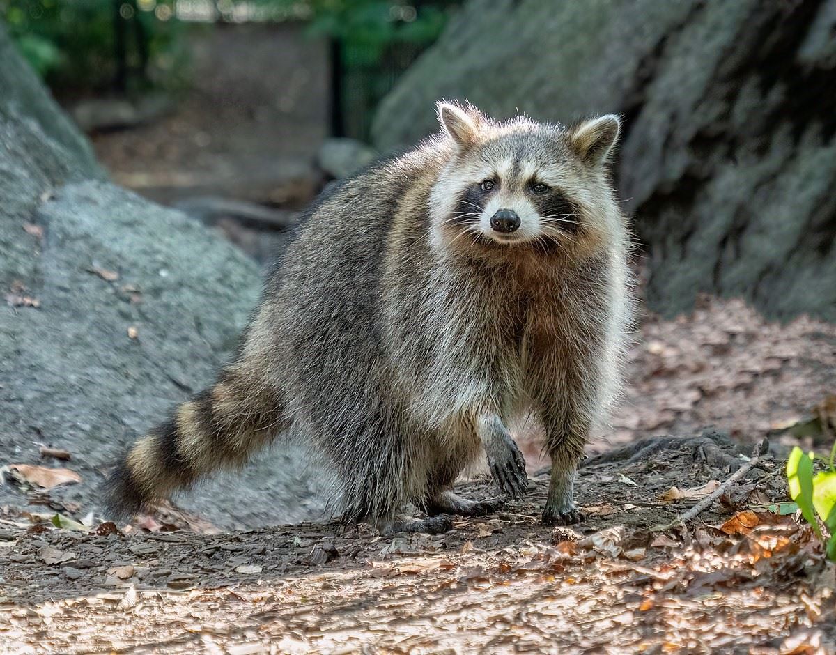 Grey, black, and white Raccoon standing with one paw raised