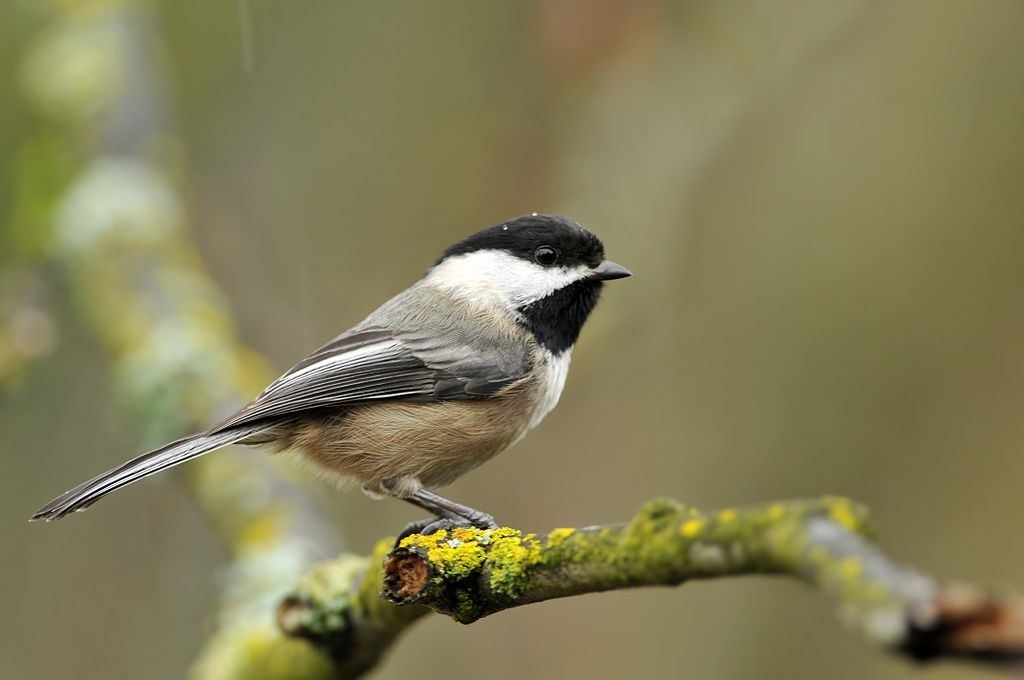 Small bird with black head and throat, grey back, and white underbelly standing on a branch