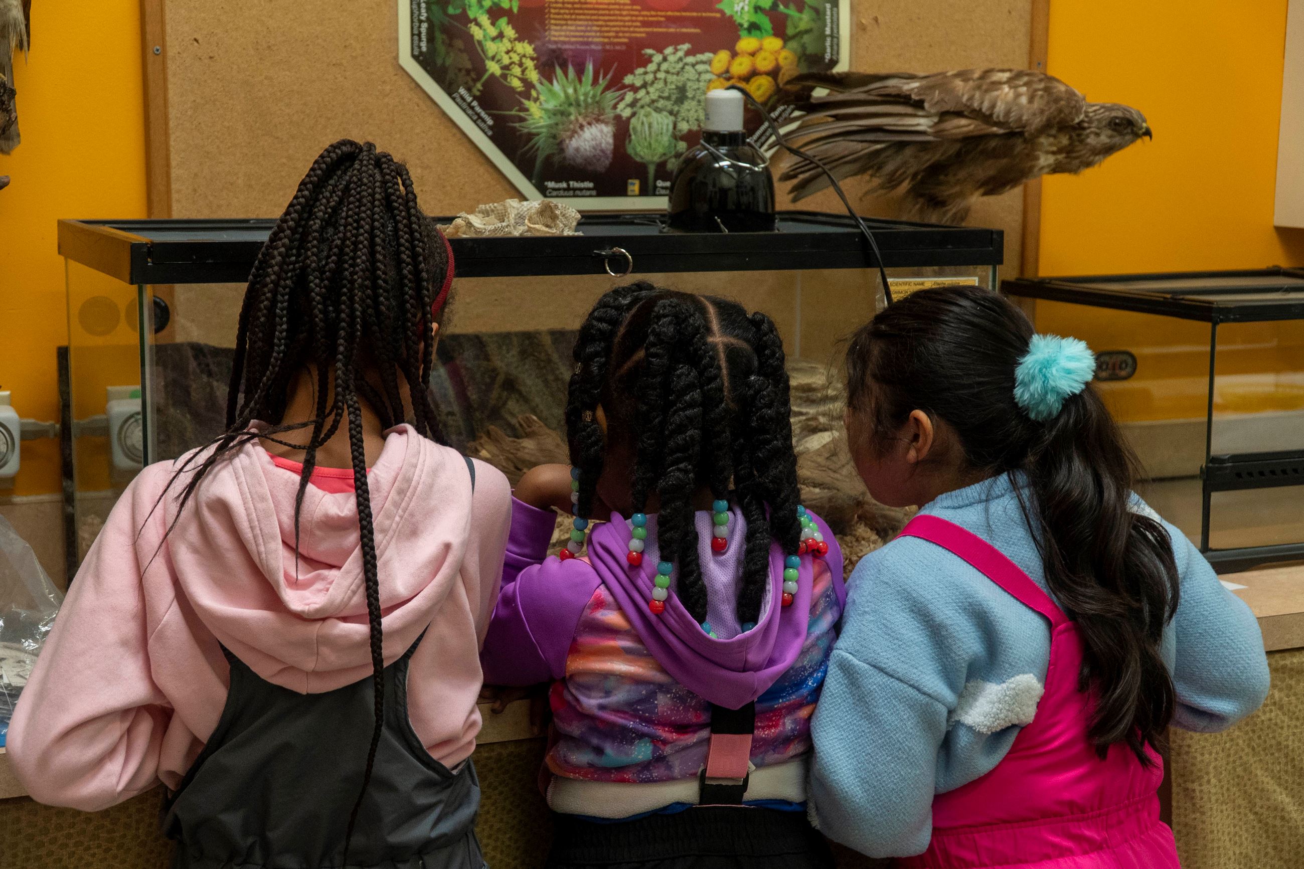Students look at live reptiles in cages at HANC.