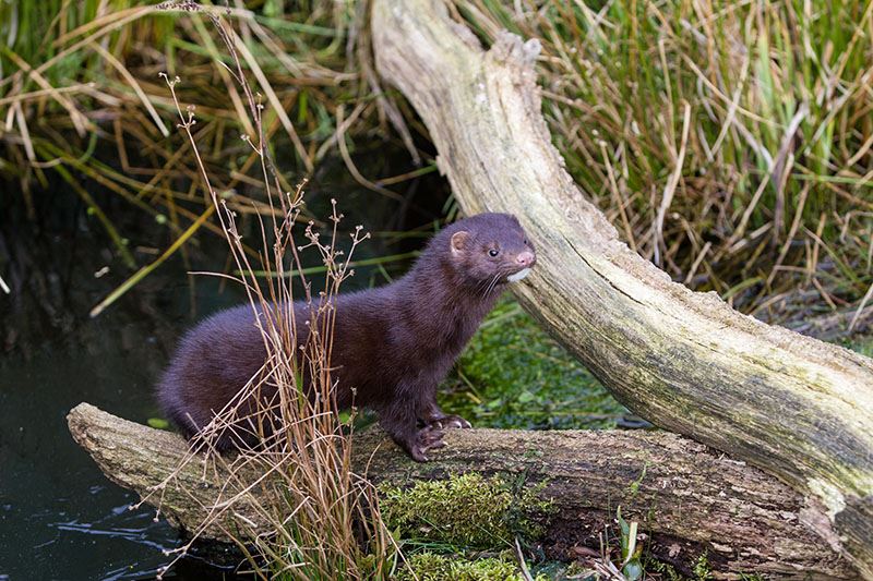 a mink stands on a log 