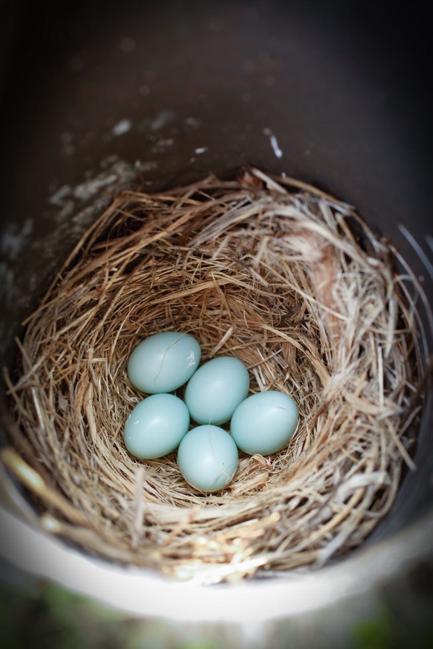Bluebird eggs shown in the bird house.
