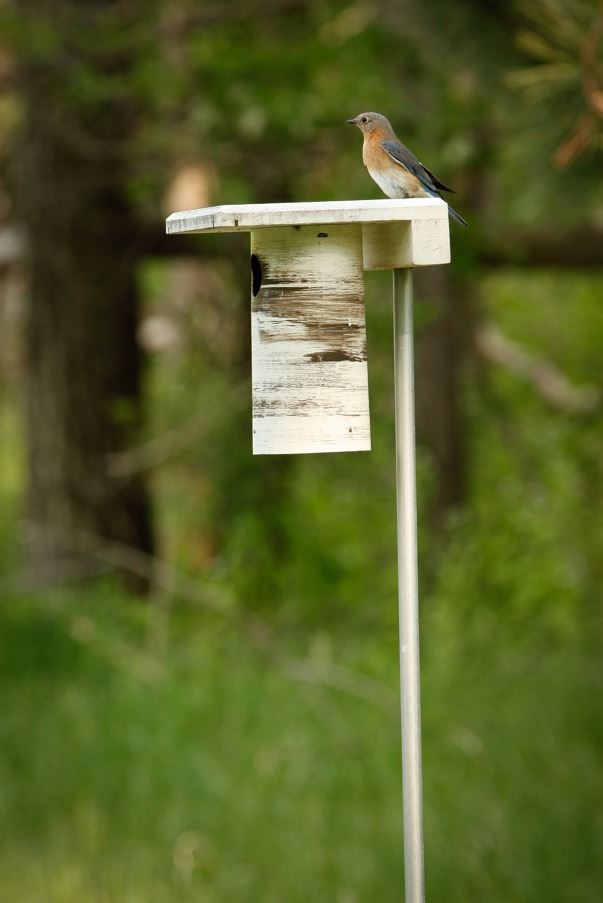 A bluebird sits on its bird house.
