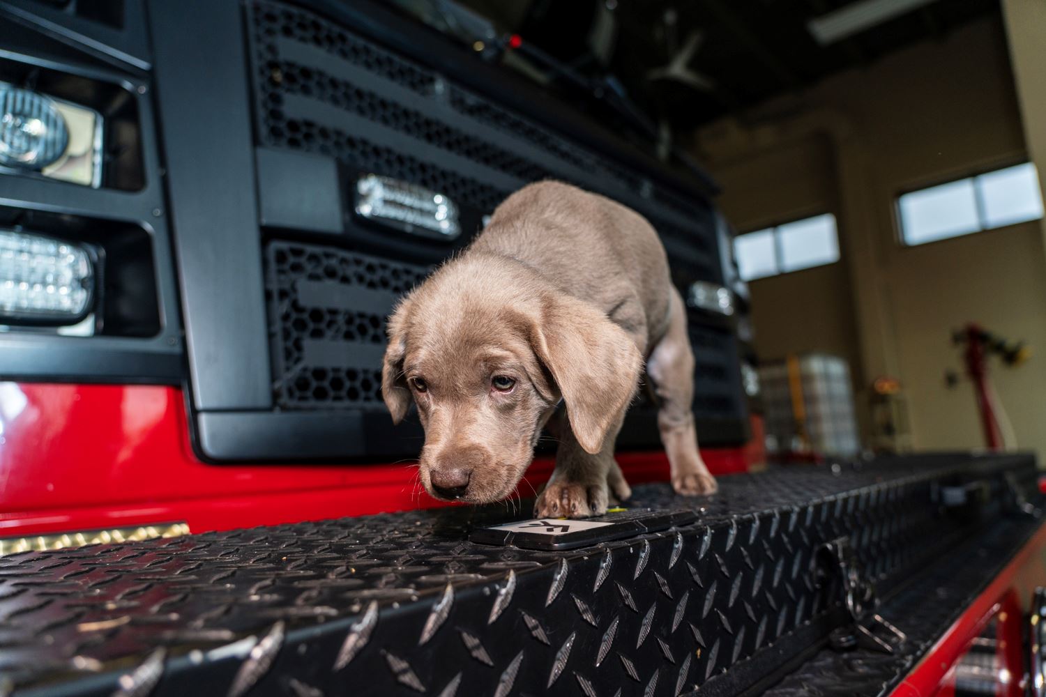 Ashes the Fire Dog, sniffs the fire engine.