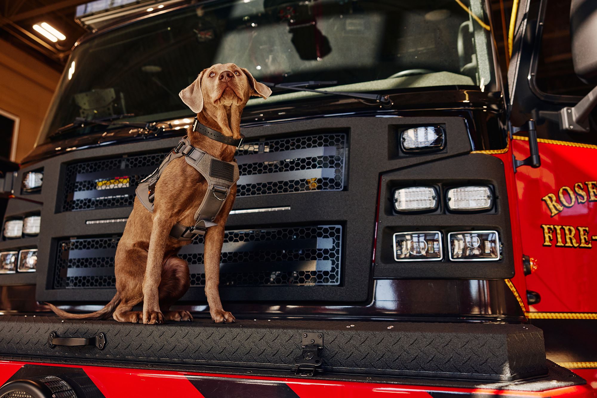 Ashes the Fire Dog stands on a fire engine.