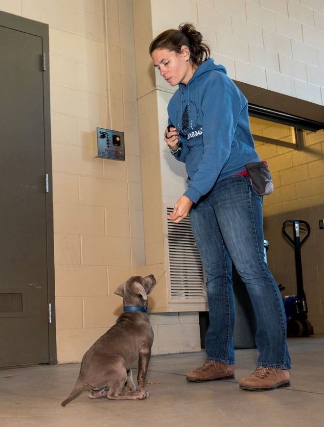 Ashes training with her handler Kristi Sjostrom.