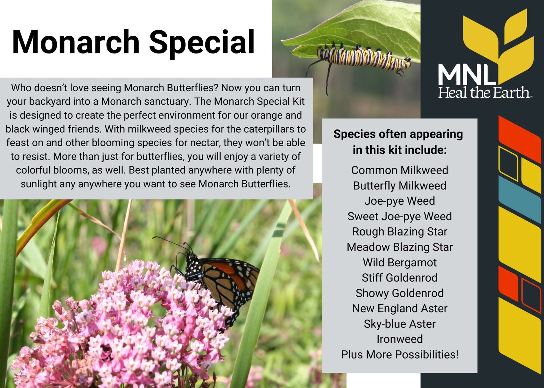 Monarch Special